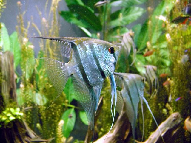 Freshwater Angelfish (Pterophyllum scalare)