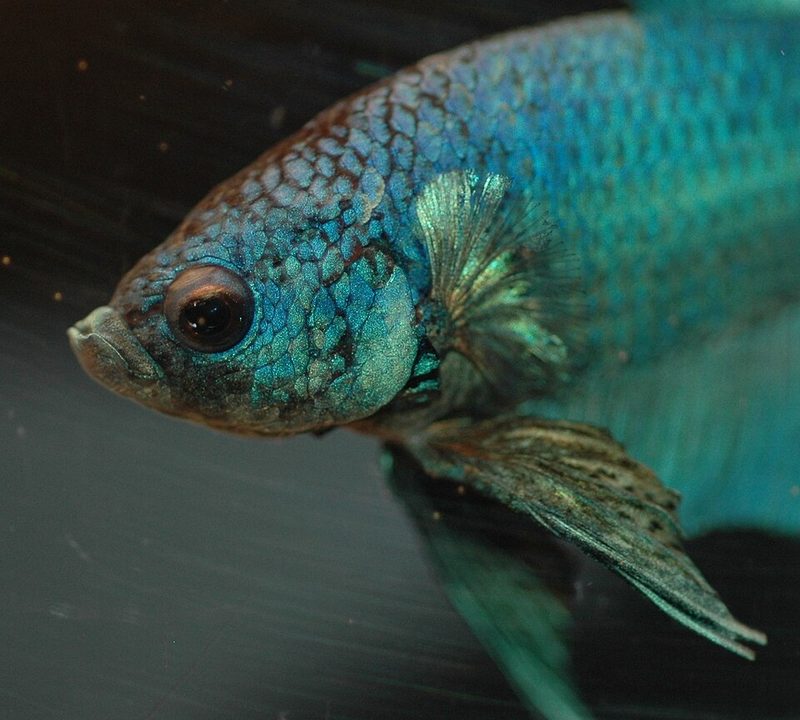 Betta (Siamese Fighting Fish)