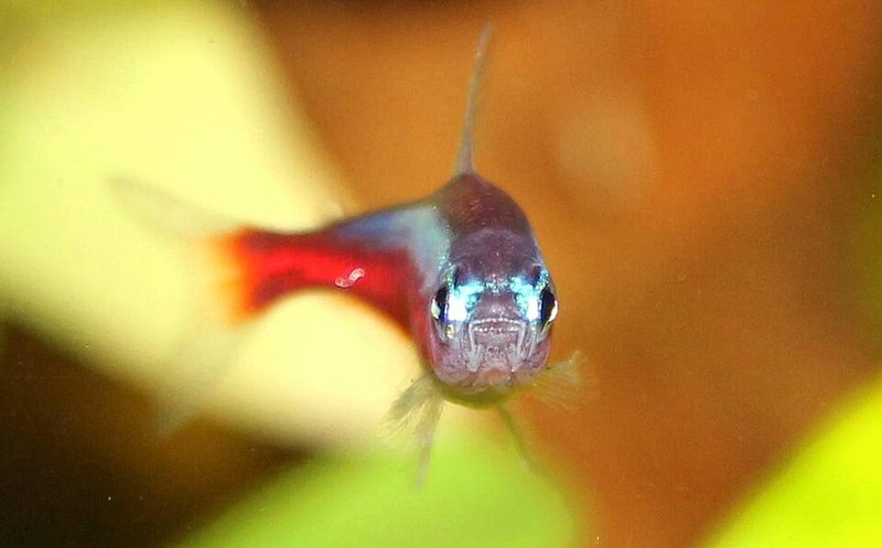 Cardinal Tetra (Paracheirodon axelrodi)
