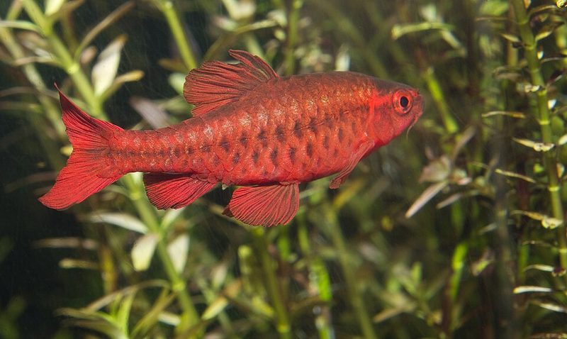 Cherry Barb (Puntius titteya)