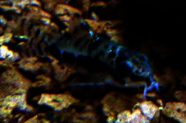 Salt and Pepper Corydoras