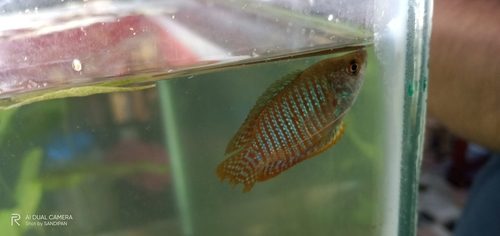 Dwarf Gourami (Trichogaster lalius)