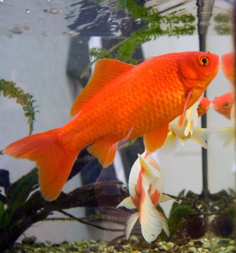 Goldfish (Carassius auratus)