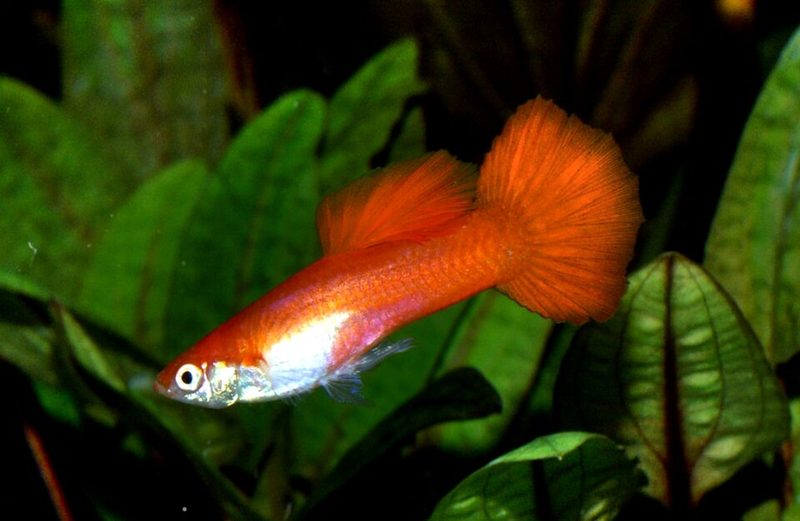 Guppy (Poecilia reticulata)