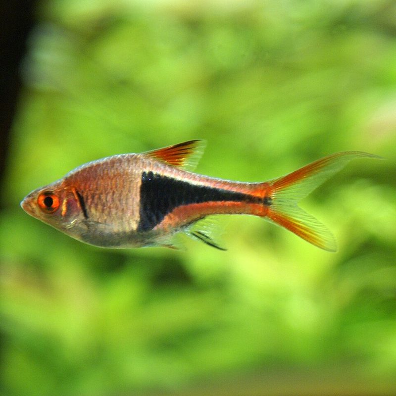 Harlequin Rasbora (Trigonostigma heteromorpha)
