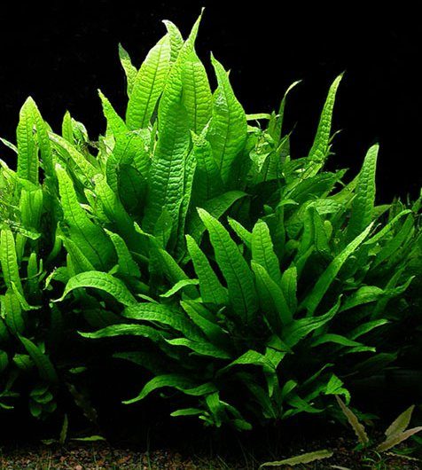 Java Fern (Microsorum pteropus)