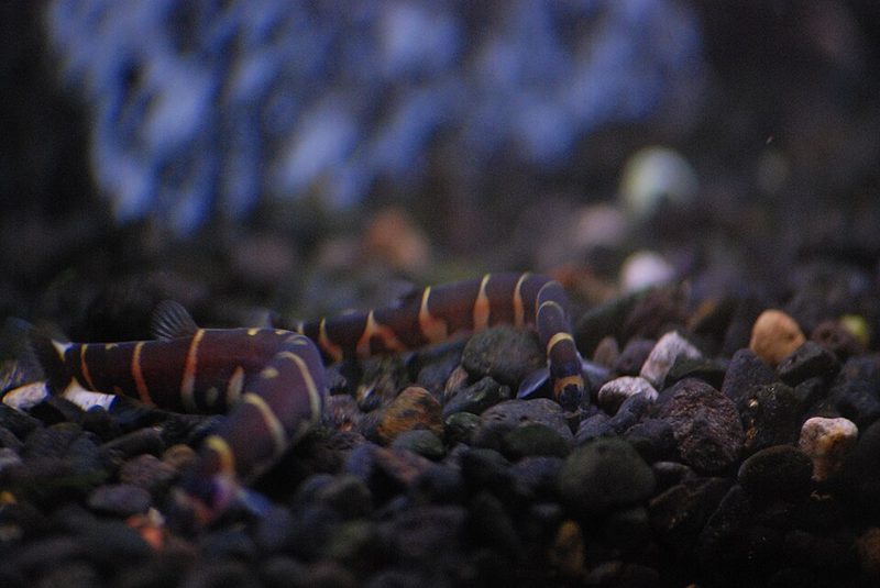 Kuhli Loach (Pangio semicincta)