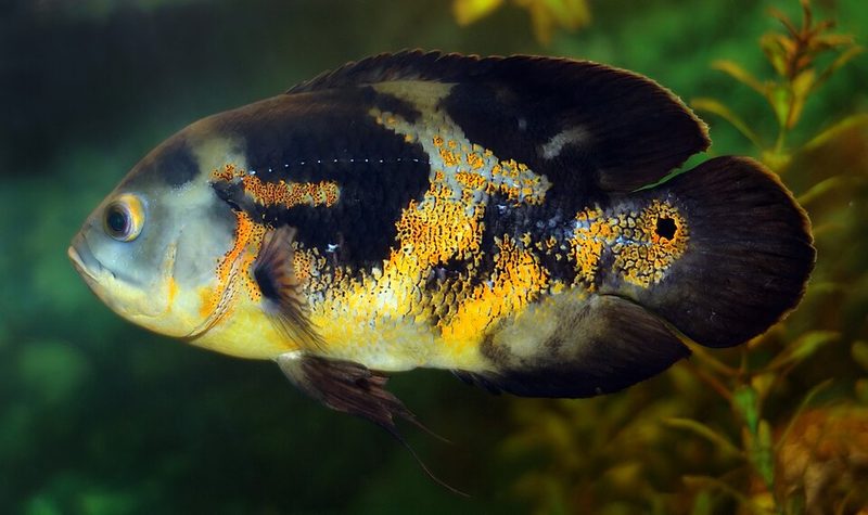 Oscar Cichlid (Astronotus ocellatus)