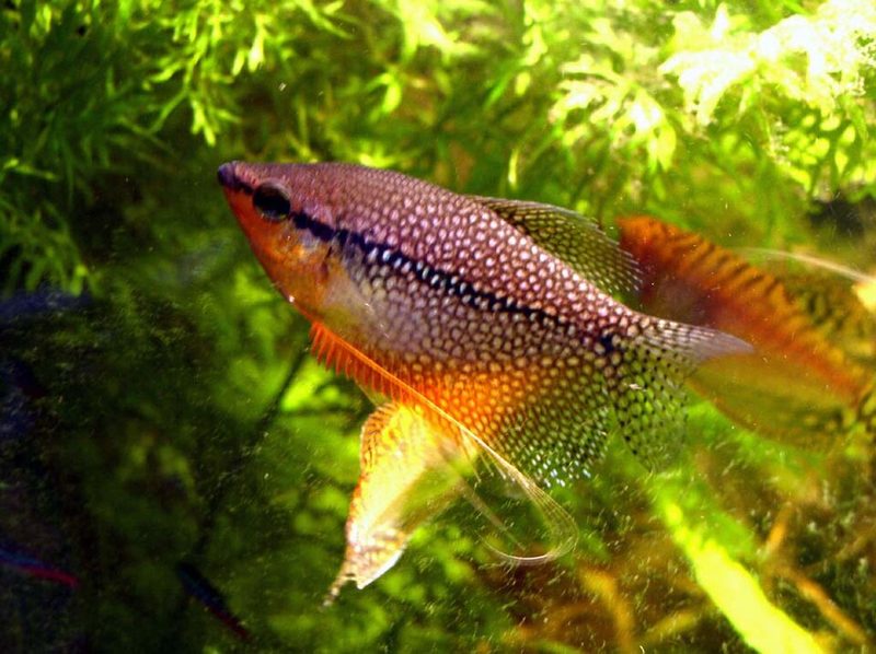 Pearl Gourami (Trichopodus leerii)