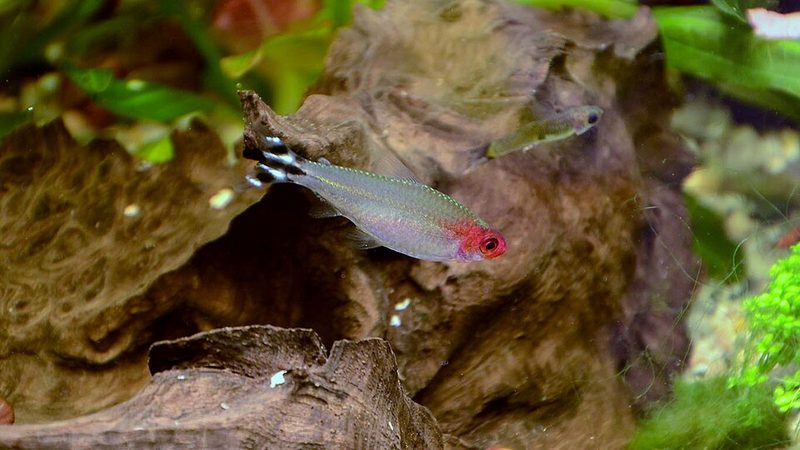 Rummy-Nose Tetra (Hemigrammus rhodostomus)