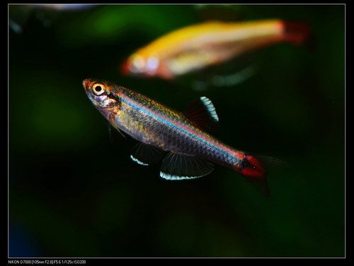 White Cloud Mountain Minnow (Tanichthys albonubes)